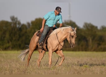 American Quarter Horse, Wallach, 2 Jahre, 15,1 hh, Palomino