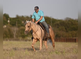 American Quarter Horse, Wallach, 2 Jahre, 15,1 hh, Palomino