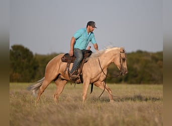 American Quarter Horse, Wallach, 2 Jahre, 15,1 hh, Palomino