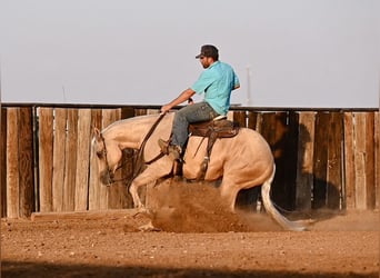 American Quarter Horse, Wallach, 2 Jahre, 15,1 hh, Palomino