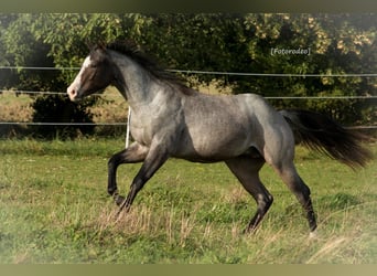 American Quarter Horse, Gelding, 2 years, 15.1 hh, Roan-Bay