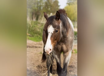 American Quarter Horse, Gelding, 2 years, 15.1 hh, Roan-Bay