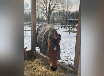 American Quarter Horse, Gelding, 2 years, 15.2 hh, Brown
