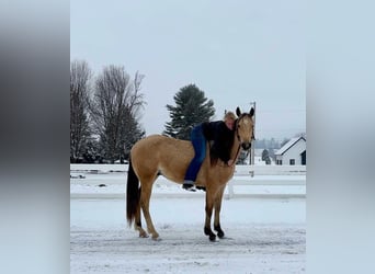 American Quarter Horse, Gelding, 2 years, 15,2 hh, Buckskin