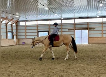 American Quarter Horse, Gelding, 2 years, 15,2 hh, Buckskin