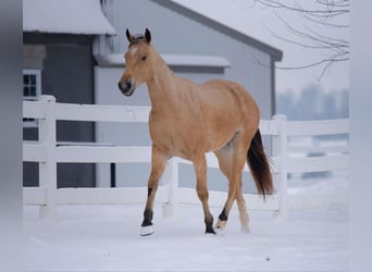 American Quarter Horse, Gelding, 2 years, 15,2 hh, Buckskin