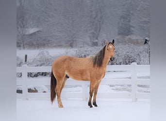 American Quarter Horse, Gelding, 2 years, 15,2 hh, Buckskin