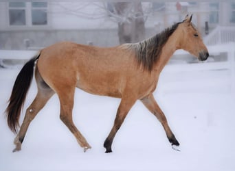 American Quarter Horse, Gelding, 2 years, 15,2 hh, Buckskin