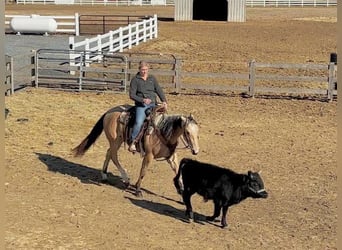 American Quarter Horse, Gelding, 2 years, 15,2 hh, Buckskin