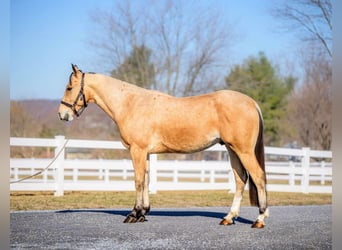 American Quarter Horse, Gelding, 2 years, 15,2 hh, Buckskin