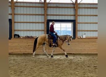 American Quarter Horse, Gelding, 2 years, 15,2 hh, Buckskin