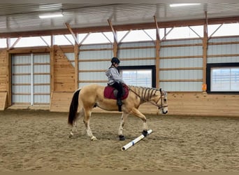 American Quarter Horse, Gelding, 2 years, 15,2 hh, Buckskin