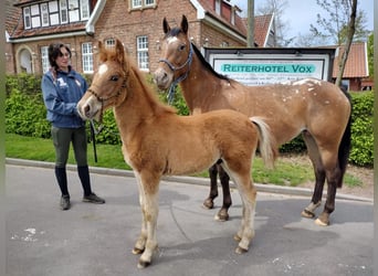 American Quarter Horse Mix, Gelding, 2 years, 15.2 hh, Chestnut-Red