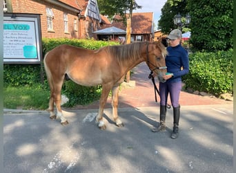 American Quarter Horse Mix, Gelding, 2 years, 15.2 hh, Chestnut-Red