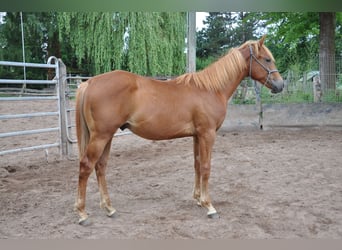 American Quarter Horse, Gelding, 2 years, 15.2 hh, Chestnut-Red