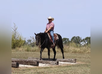 American Quarter Horse, Gelding, 2 years, 15 hh, Black