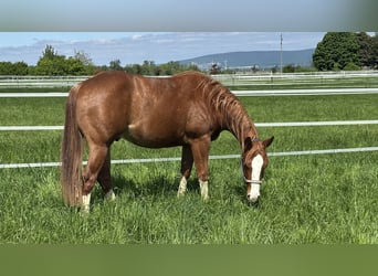 American Quarter Horse, Gelding, 2 years, 15 hh, Chestnut-Red