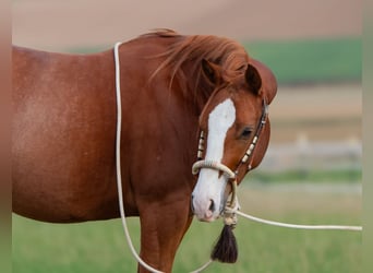 American Quarter Horse, Gelding, 2 years, 15 hh, Chestnut-Red