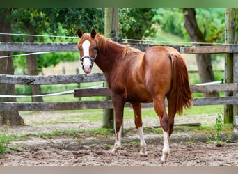 American Quarter Horse, Gelding, 2 years, 15 hh, Chestnut-Red