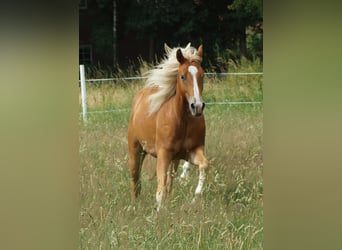American Quarter Horse, Gelding, 2 years, 15 hh, Chestnut-Red