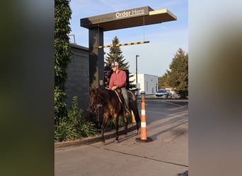 American Quarter Horse, Gelding, 2 years, 15 hh, Grullo