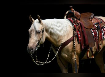 American Quarter Horse, Gelding, 2 years, 15 hh, Palomino