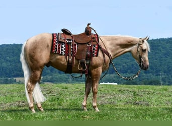 American Quarter Horse, Gelding, 2 years, 15 hh, Palomino