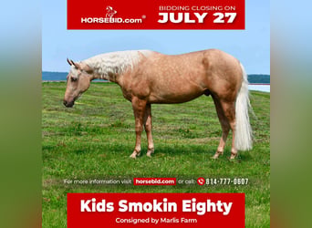 American Quarter Horse, Gelding, 2 years, 15 hh, Palomino