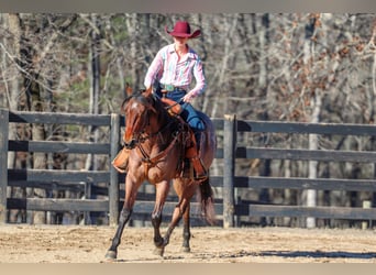 American Quarter Horse, Gelding, 2 years, 15 hh, Roan-Bay