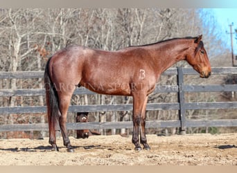 American Quarter Horse, Gelding, 2 years, 15 hh, Roan-Bay