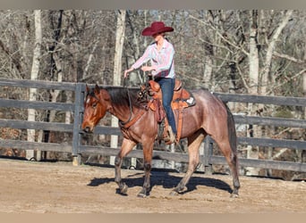 American Quarter Horse, Gelding, 2 years, 15 hh, Roan-Bay