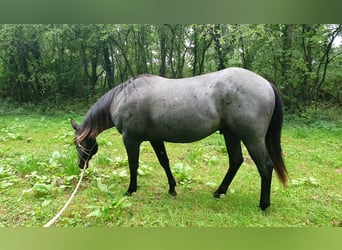American Quarter Horse, Gelding, 2 years, 15 hh, Roan-Blue