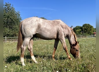 American Quarter Horse, Gelding, 2 years, 15 hh, Roan-Red