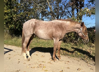 American Quarter Horse, Gelding, 2 years, 15 hh, Roan-Red