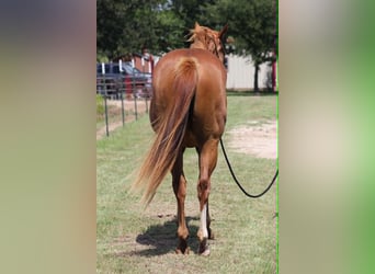American Quarter Horse, Gelding, 2 years, 15 hh, Sorrel