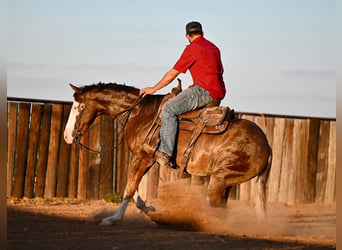 American Quarter Horse, Wallach, 2 Jahre, 15 hh, Rotfuchs