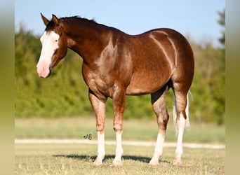 American Quarter Horse, Wallach, 2 Jahre, 15 hh, Rotfuchs