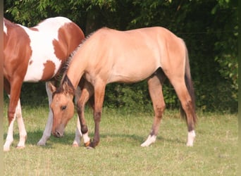 American Quarter Horse, Gelding, 2 years, 15,1 hh, Dun
