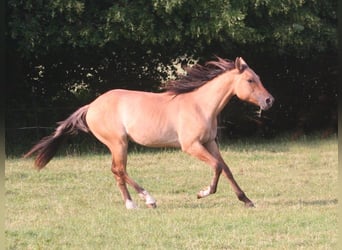 American Quarter Horse, Gelding, 2 years, 15,1 hh, Dun