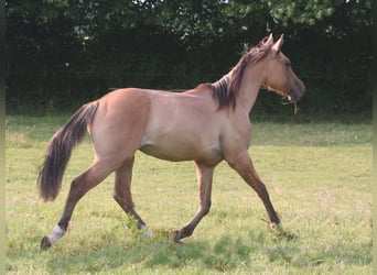 American Quarter Horse, Gelding, 2 years, 15,1 hh, Dun