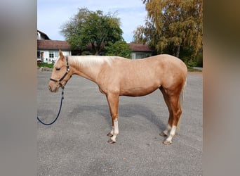 American Quarter Horse, Gelding, 2 years, 15,1 hh, Palomino