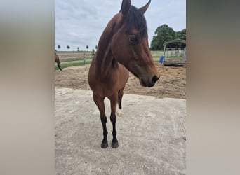 American Quarter Horse, Gelding, 2 years, 15,2 hh, Brown