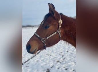 American Quarter Horse, Gelding, 2 years, 15,2 hh, Brown