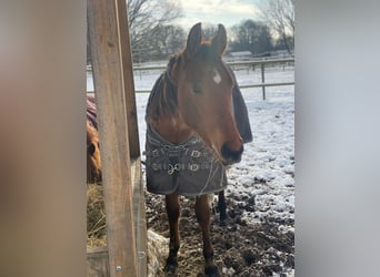 American Quarter Horse, Gelding, 2 years, 15,2 hh, Brown