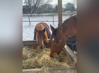American Quarter Horse, Gelding, 2 years, 15,2 hh, Brown