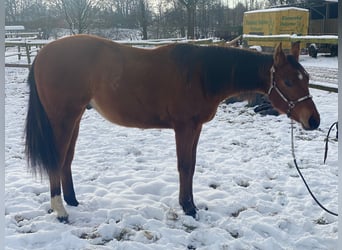 American Quarter Horse, Gelding, 2 years, 15,2 hh, Brown