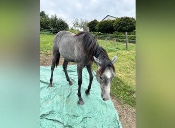 American Quarter Horse, Gelding, 2 years, 15,2 hh, Grey
