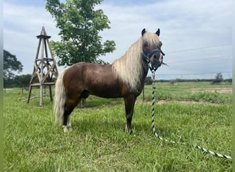 American Quarter Horse, Gelding, 2 years, 9 hh, Roan-Red