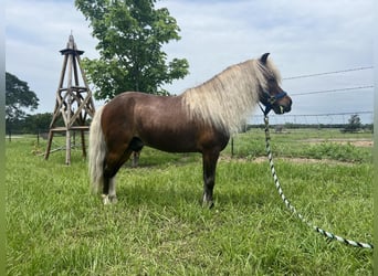 American Quarter Horse, Gelding, 2 years, 9 hh, Roan-Red