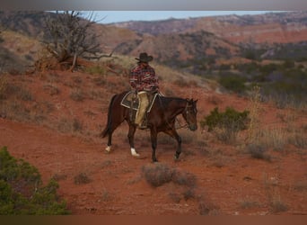 American Quarter Horse, Gelding, 2 years, Bay
